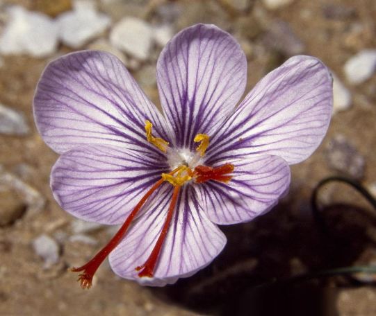 Crocus cartwrightianus - the plant from which the saffron crocus might be descended  Image taken from: http://commons.wikimedia.org/wiki/Category:Crocus_cartwrightianus
