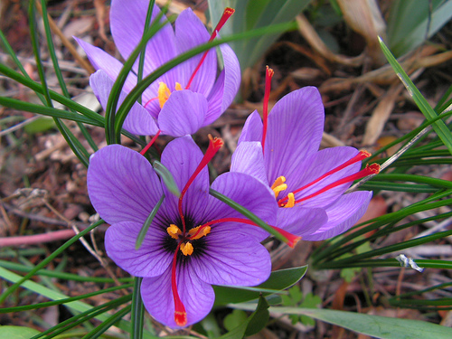 Saffron flowers.  Image taken from http://www.herbalencounter.com/2010/12/07/medicinal-spices-saffron-crocus-sativus/